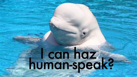 Easily the best thing you'll hear all week: a beluga whale mimicking human speech