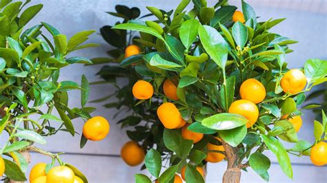 17 Citrus Trees Perfect for Growing in Indoor Containers