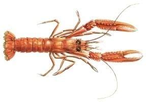 Nephrops norvegicus - Alchetron, The Free Social Encyclopedia