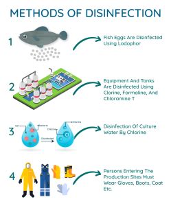 Disinfection Methods in Aquaculture – Budmore