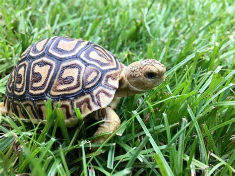 leopard tortoise for sale baby leopard tortoises for sale leopard tortoise breeder