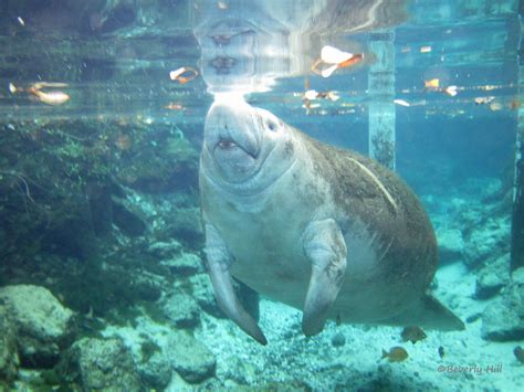 Kayaking With Manatees at 3 Sisters Springs in Crystal River ...