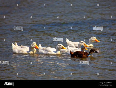 Flock of ducks on the river water Stock Photo - Alamy