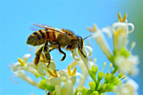 10 Bài thơ về con vật ngắn gọn, dễ nhớ cho bé - Thế giới truyện cho bé