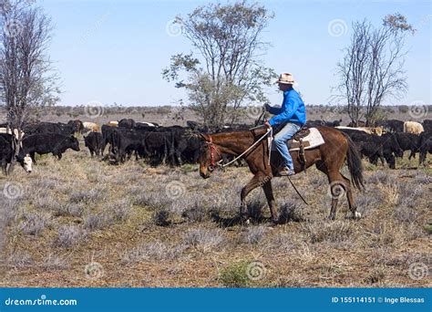 Droving Cattle In Outback Queensland Editorial Image | CartoonDealer ...