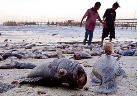 Evolutionary Implications - The 2004 Indian Ocean Earthquake and Tsunami