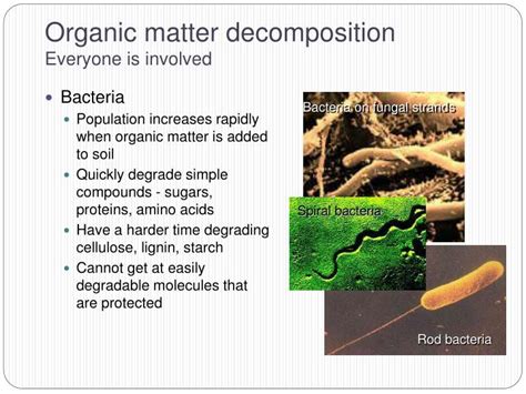 PPT - Soil Microbiology PowerPoint Presentation - ID:966927