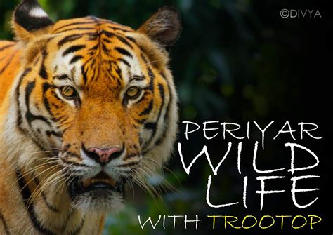 PERIYAR NATIONAL PARK AND WILDLIFE SANCTUARY IS THE FIRST AND LARGEST ...