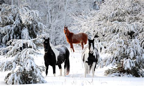 Horses roam through snow-covered trees in their pasture near the Lower Roy Lake Road in Nisswa ...