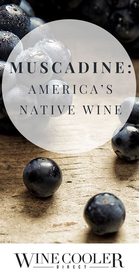 Muscadine: America’s Native Wine - Wine Cooler Direct