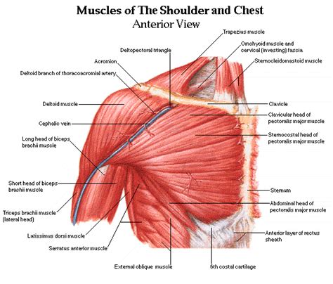 Shoulder muscles and chest - human anatomy diagram - Am-Medicine ...