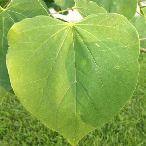 Redbud | Tree, Leaves