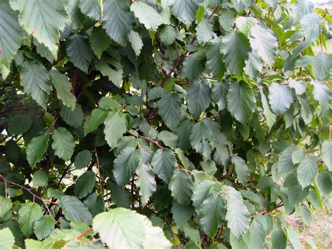 Hazelnut Tree Pictures, Information on the Hazelnut Tree Species