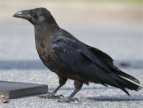 Common Raven | One of a family of Common Ravens that live in… | Flickr