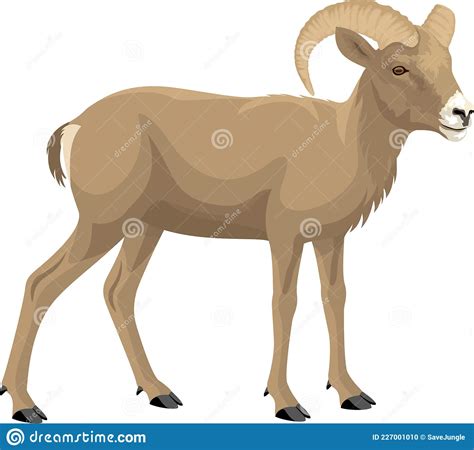 Desert Bighorn Sheep - Vector Illustration Stock Vector - Illustration ...