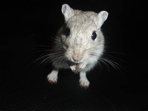 Gerbil face by andzryan on DeviantArt