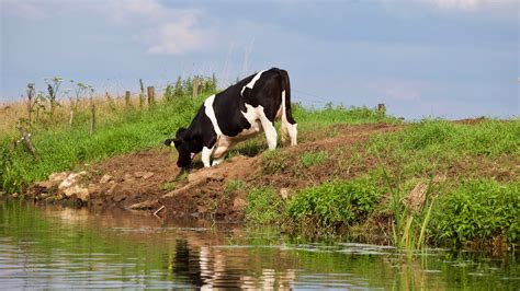 Gambar : termasuk keluarga sapi, sapi perah, padang rumput, pemandangan ...