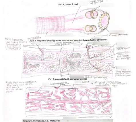 BL 160 Final Exam- Class Cestoda anatomy Diagram | Quizlet