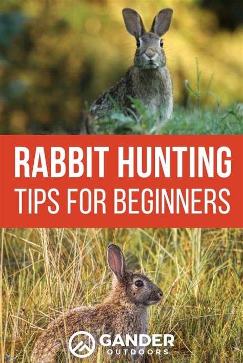 Rabbit Hunting Tips for Beginners – Gander RV