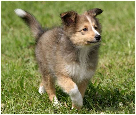 Shetland Sheepdog - Facts, Pictures, Puppies, Rescue, Breeders ...