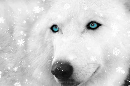 Fantasy White Wolf - Fantasy & Abstract Background Wallpapers on Desktop Nexus (Image 791358)