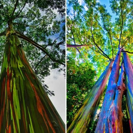 Rainbow Eucalyptus seeds (Eucalyptus deglupta) - Price €1.95