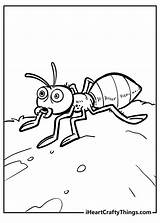 Ant Face Coloring Pages To Print sketch template