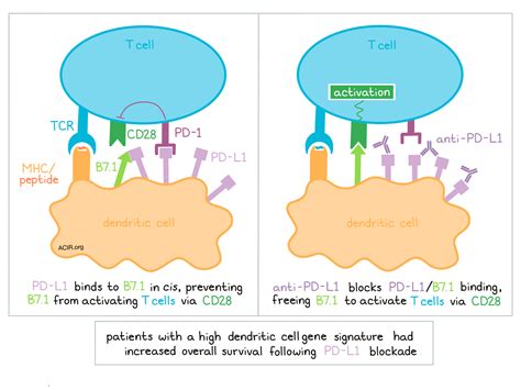 Malignant Mesothelioma Tnm Staging