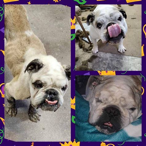 Dog adoption in Omaha, NE 68105: English Bulldog Dog "Harvey"