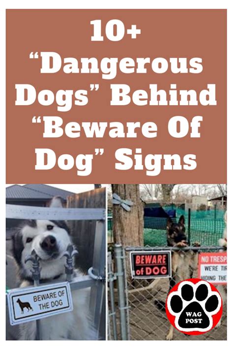 10+ “Dangerous Dogs” Behind “Beware Of Dog” Signs | Dangerous dogs, Dog signs, Animal attack