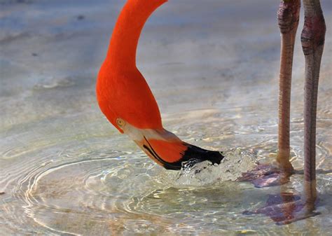 Flamingo- the colour is to do with the shrimp they eat | Flickr - Photo ...