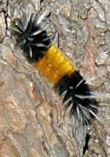 Spotted Tussock Moth Caterpillar - What's That Bug?