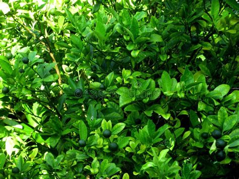 Fresh Green Lemon Tree Containing Fresh Green Lemon Stock Image - Image of natural, leaf: 186181581