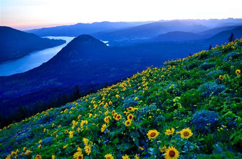 Columbia River Gorge - Wildflowers and Sunset — Maura Brady