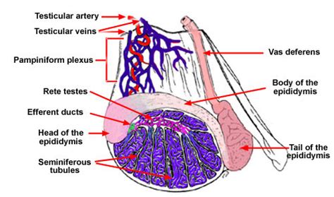 Male Horse Anatomy - Explore Organs & Anatomy Diagram