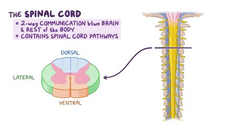 Anatomy of the descending spinal cord pathways: Video | Osmosis