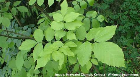 Ash Trees: Types, Bark and Leaves - Identification Guide (Pictures)