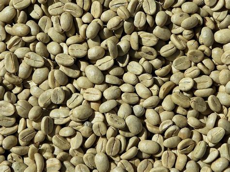 Organic Green Coffee Beans at Rs 500/kg | Coffee Beans in Bengaluru ...