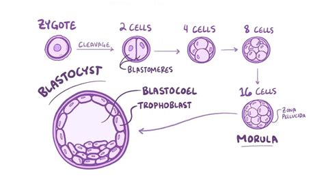 Morula Diagram