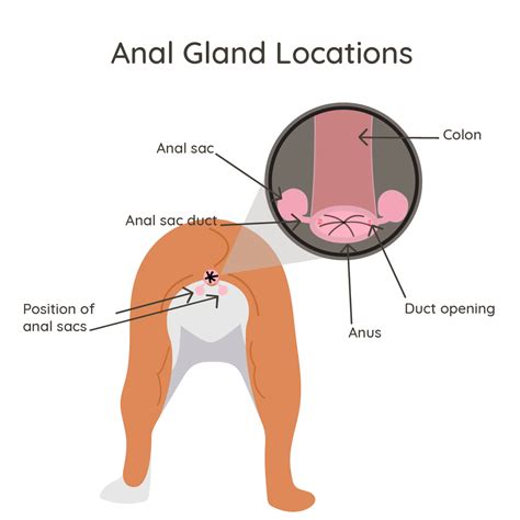 Anal Gland Issues – Petriage