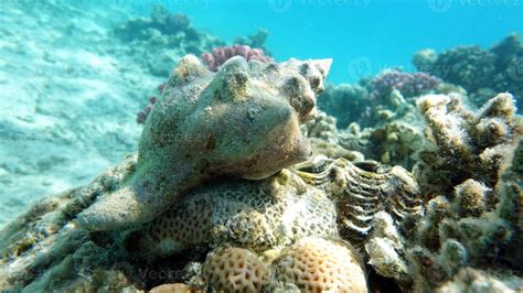 Beautiful coral reefs of the Red Sea. 13059854 Stock Photo at Vecteezy