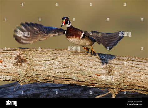 Male wood duck flying Stock Photo - Alamy