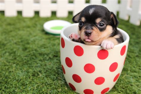 30 Shocking Facts About Teacup Dogs That You Have to Know