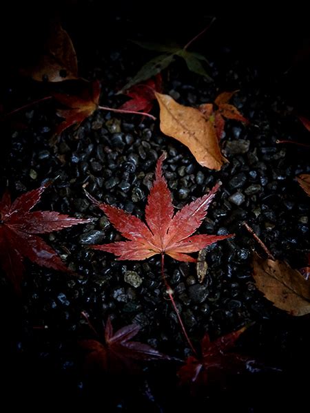 Autumn leaves rainy day on Behance