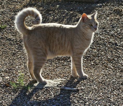 Curly Tail | A fascinating cat, seen in the early morning li… | Flickr