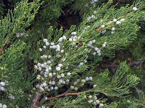 Hetz Columnar Chinese Juniper | landtour.com.vn