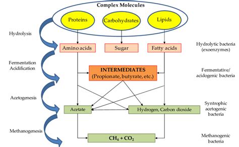 Phases of the anaerobic digestion process [8] | Download Scientific Diagram