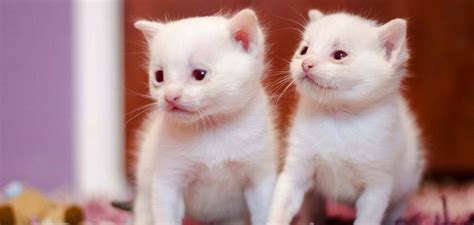 Albino Cat - The Surprising Reason Why Albino Cats Aren't White Cats!