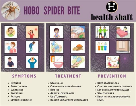 Facts about Hobo Spider Bite: Pictures, Symptoms, Stages, Treatment, Prevention - Health Shaft