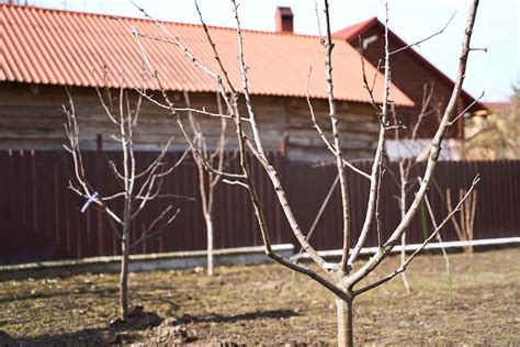 Pruning Apple Trees: The Home Grower's Complete Guide - Minneopa Orchards